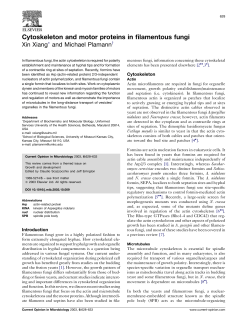 Cytoskeleton and motor proteins in filamentous fungi