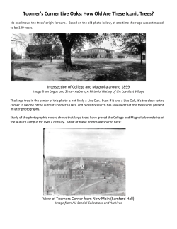 Toomer`s Corner Live Oaks: How Old Are These Iconic Trees?