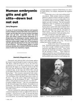 Human embryonic gills and gill slits&mdash;down but not out