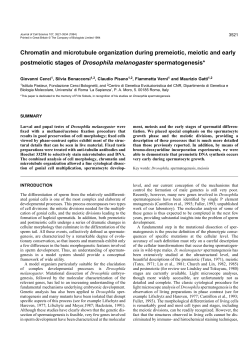 Chromatin and microtubule organization during premeiotic, meiotic