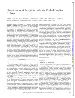 Characterization of the Aplysia californica Cerebral Ganglion F Cluster