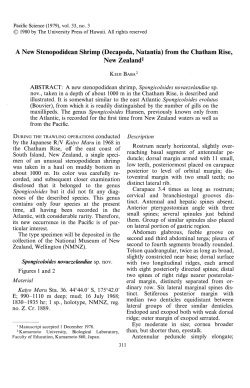 A New Stenopodidean Shrimp (Decapoda, Natantia) from the