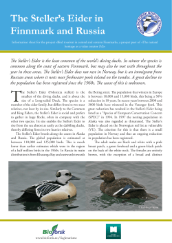 The Steller`s Eider in Finnmark and Russia The Steller`s Eider is the