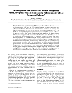Hunting mode and success of African Peregrines Falco peregrinus