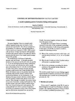 CONTROL OF DIFFERENTIATION IN VOL VOX CARTERI A model