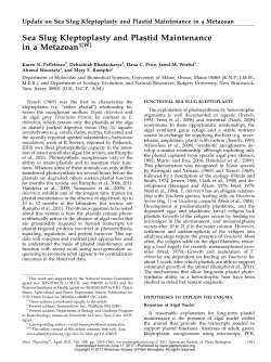Sea Slug Kleptoplasty and Plastid Maintenance