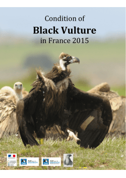 Black Vulture - LPO Mission rapaces