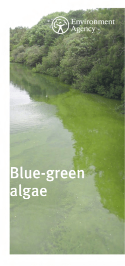 Blue green algae leaflet