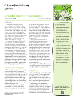 Grasshoppers in Field Crops - Colorado State University Extension