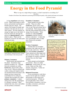 Energy in the Food Pyramid