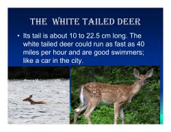 THE WHITE TAILED DEER