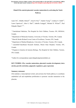 Ehmt2/G9a controls placental vascular maturation by