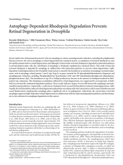 Autophagy-Dependent Rhodopsin Degradation Prevents Retinal