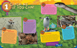 1CATCH ME If You CAn!