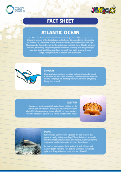 Fact Sheet 1 - National Marine Aquarium