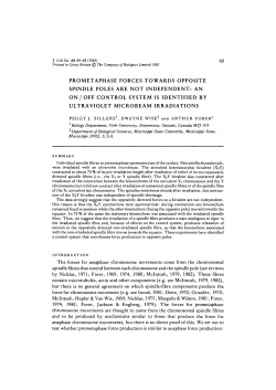 Prometaphase Forces Towards Opposite Spindle Poles Are