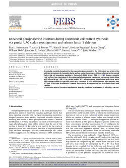 Enhanced phosphoserine insertion during Escherichia coli protein