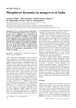 Phosphorus dynamics in mangroves of India