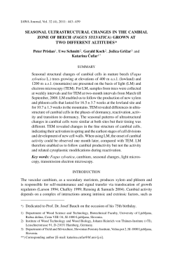 SeaSonal ultraStructural changeS in the cambial zone of beech