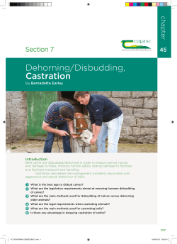 Dehorning/Disbudding, Castration