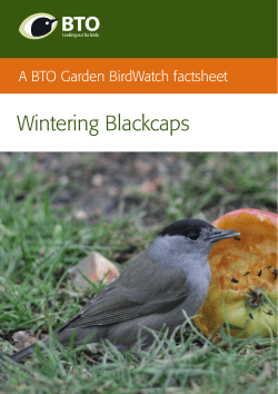 a free BTO Factsheet about Wintering Blackcaps