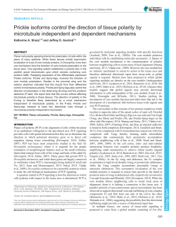 Prickle isoforms control the direction of tissue polarity by microtubule