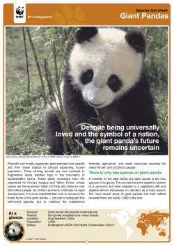 Giant Pandas