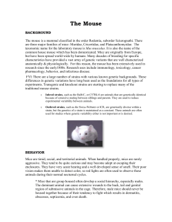 The Mouse