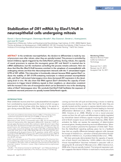 Stabilization of Dll1 mRNA by Elavl1/HuR in neuroepithelial cells