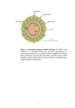 Figure 1.1 Schematic diagram of HBV structure