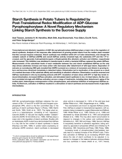 Starch Synthesis in Potato Tubers Is Regulated by