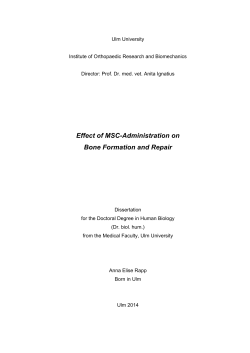 Effect of MSC-Administration on Bone Formation and Repair