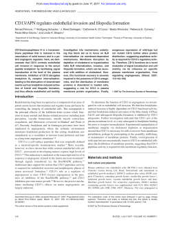 CD13/APN regulates endothelial invasion and