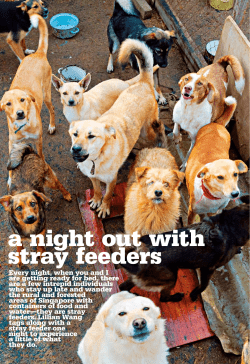 a night out with stray feeders
