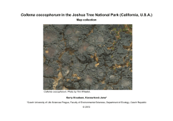 Collema coccophorum in the Joshua Tree National Park (California