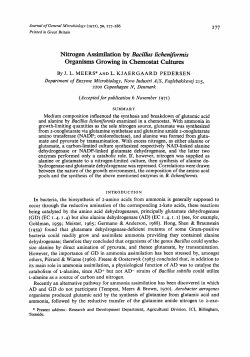 Nitrogen Assimilation by Bacillus licheniformis