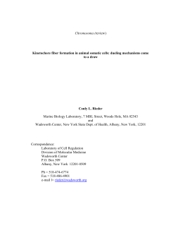Kinetochore fiber formation in animal somatic cells