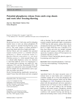 Potential phosphorus release from catch crop shoots and roots after