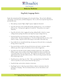 Behavior Medicine Dog Body Language Basics