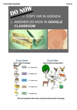 FOOD WEB DIAGRAM