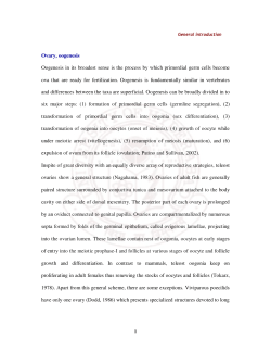 Ovary, oogenesis Oogenesis in its broadest sense is the process by