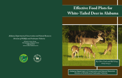 Effective Food Plots for White-Tailed Deer in Alabama
