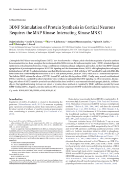 BDNF Stimulation of Protein Synthesis in Cortical Neurons Requires