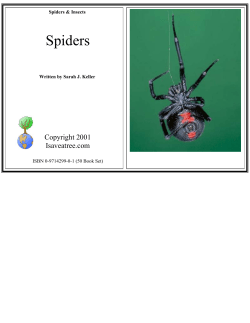 Spiders