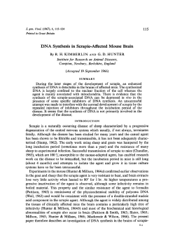 DNA Synthesis in Scrapie