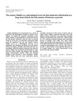 The urinary bladder as a physiological reservoir that moderates