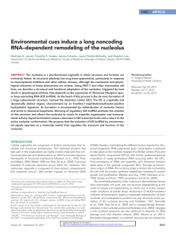 Environmental cues induce a long noncoding RNA
