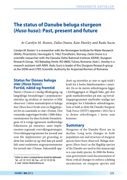 The status of Danube beluga sturgeon (Huso