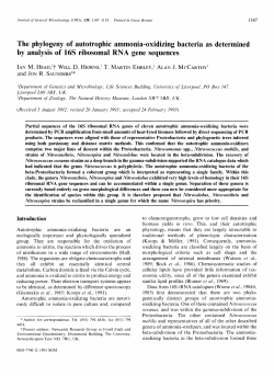 The phylogeny of autotrophic ammonia-oxidizing