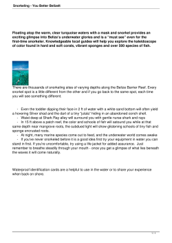 Snorkeling - You Better BelizeIt